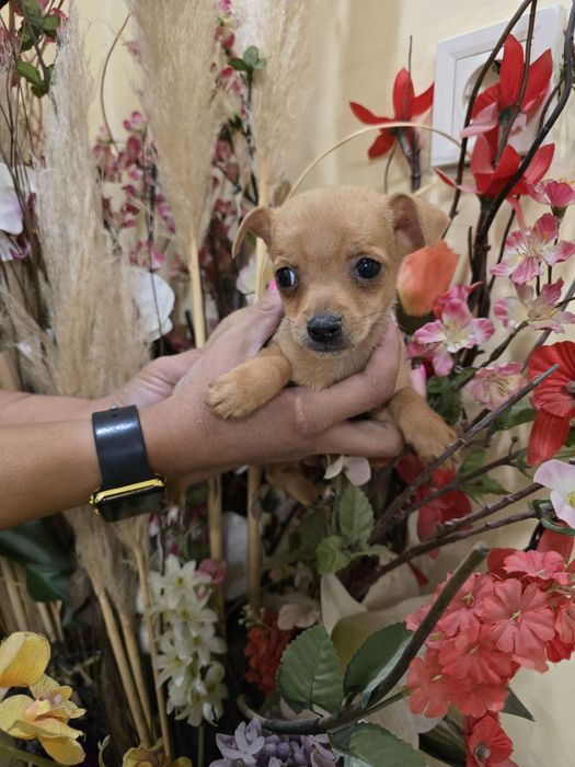 Мини чиху пинчери