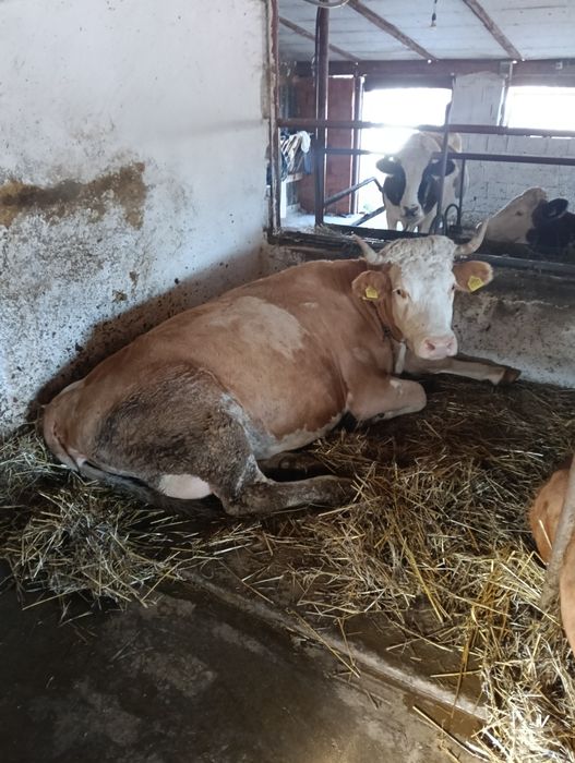 Vând vaci  la alegere desfăta preț între 8000 și 10000 lei