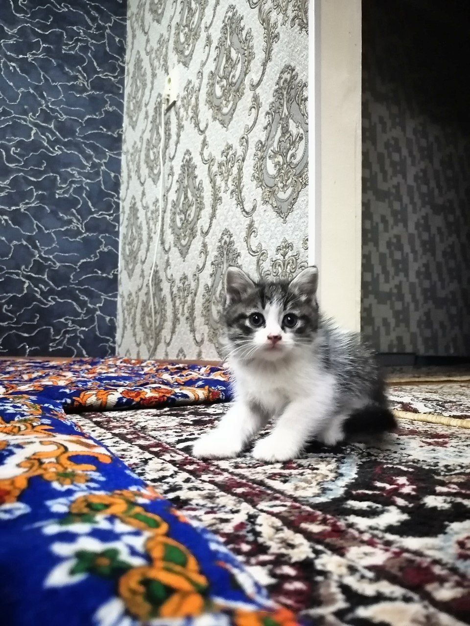 1 oyli sotladi latog bladi narx kelshamiz