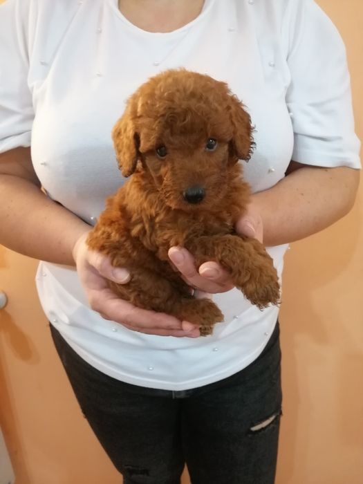 Catelus Pudel /Poodel/Caniche red toy