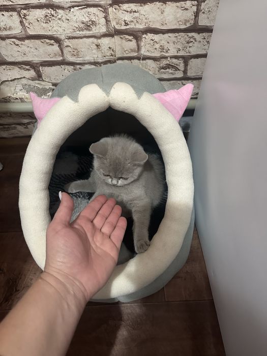 Продается котенок.
