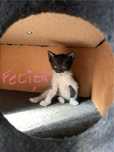 Pui de pisica spre adoptie