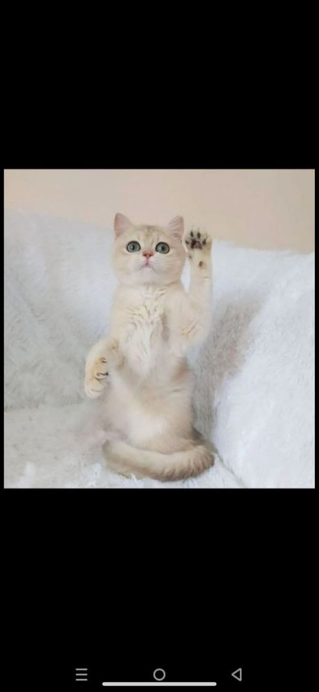 Продается котенок ay12