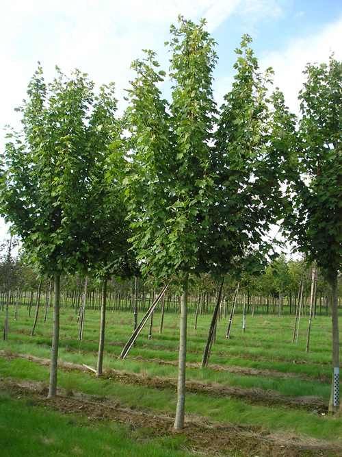 Copaci pentru umbra ( mesteacan, salcie, tei argintiu, platan, artar )