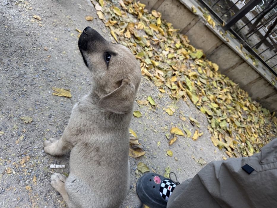 Отдам щеночка в добрые руки!!!