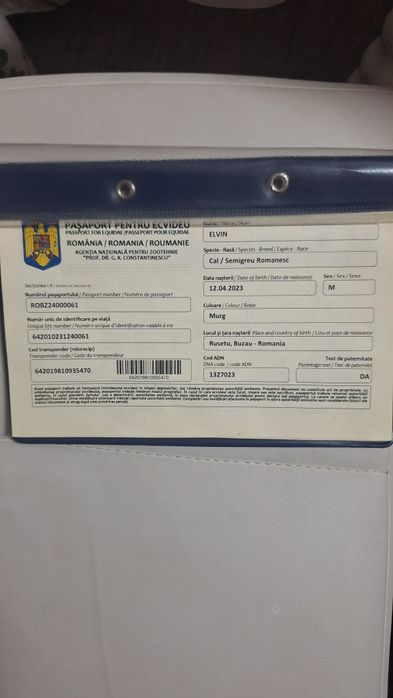 Vand armăsar semigreu