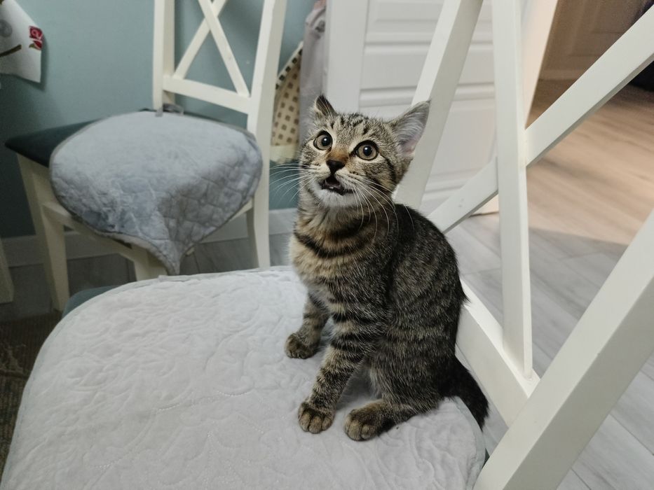 Котята 2 қыз девочки