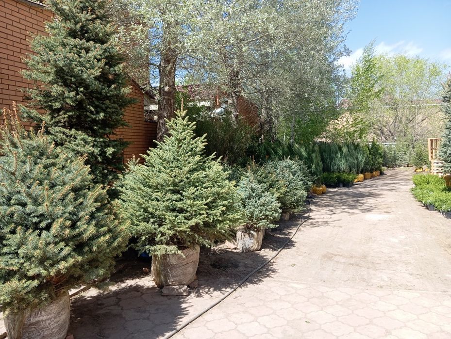 Саженцы Ель Сибирская ,Сосна ,Ель Голубая,Рябина,Вяз Карагач,Береза,