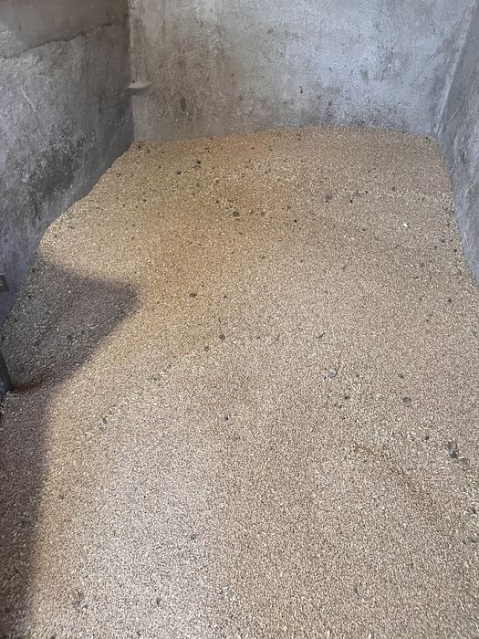 Vând grâu 1leu/kg
