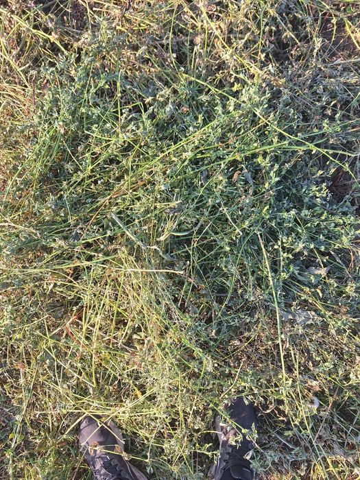 Baloti lucerna .Rotunzi min.40 Sau Fan.Drept.500.Transp.Inclus TIR