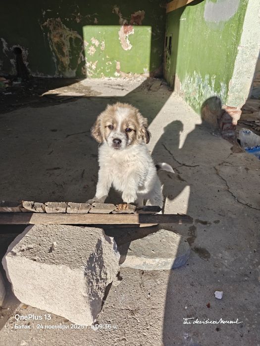 Кученце - Подарява се