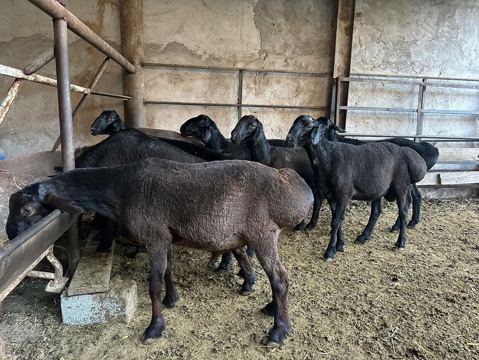 Qocqorla sotiladi aqiqa ehoson uchun