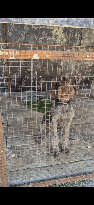 Продается крупный кабель дратхаара 9месяцев. 8 778/529/37/82 в/п срочн