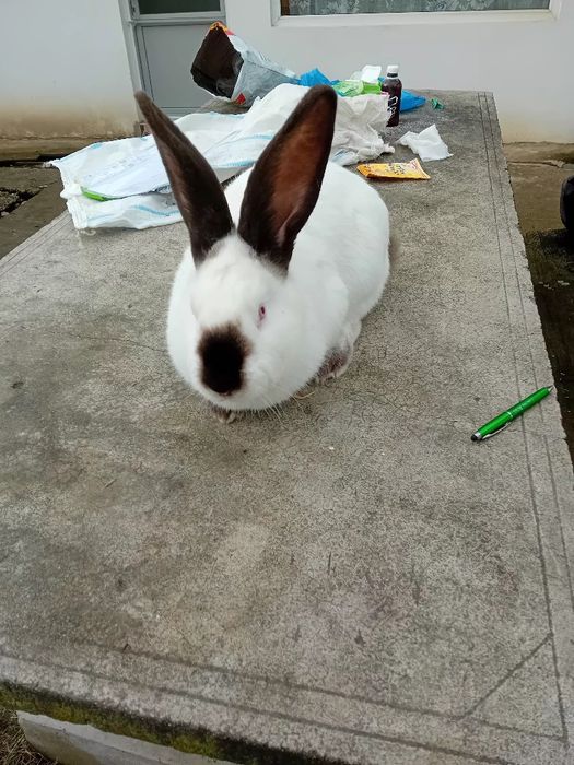 Uriaș de Transilvania tineret si adulți