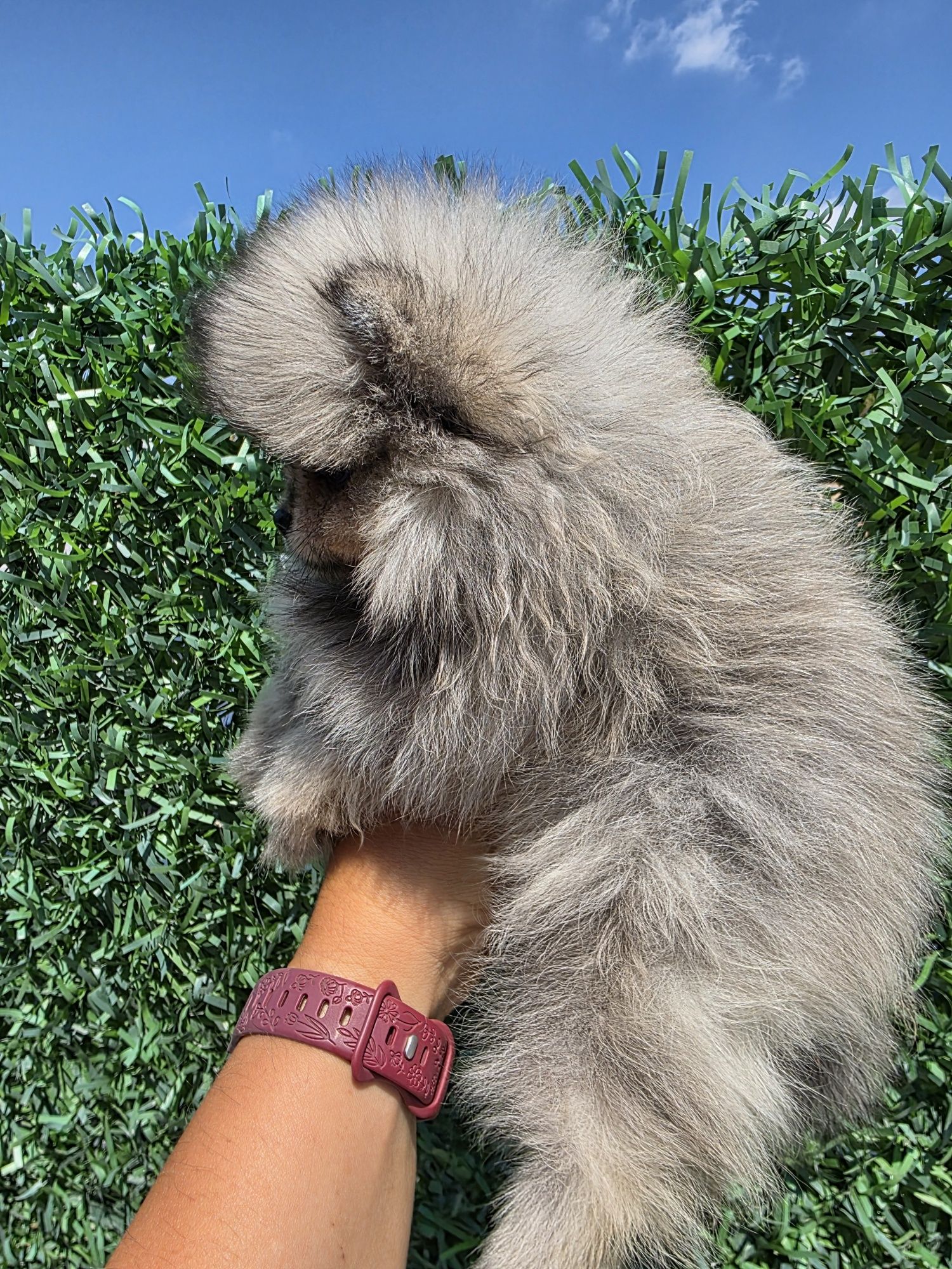 Померан мини /Mini pomeranian/ момичета