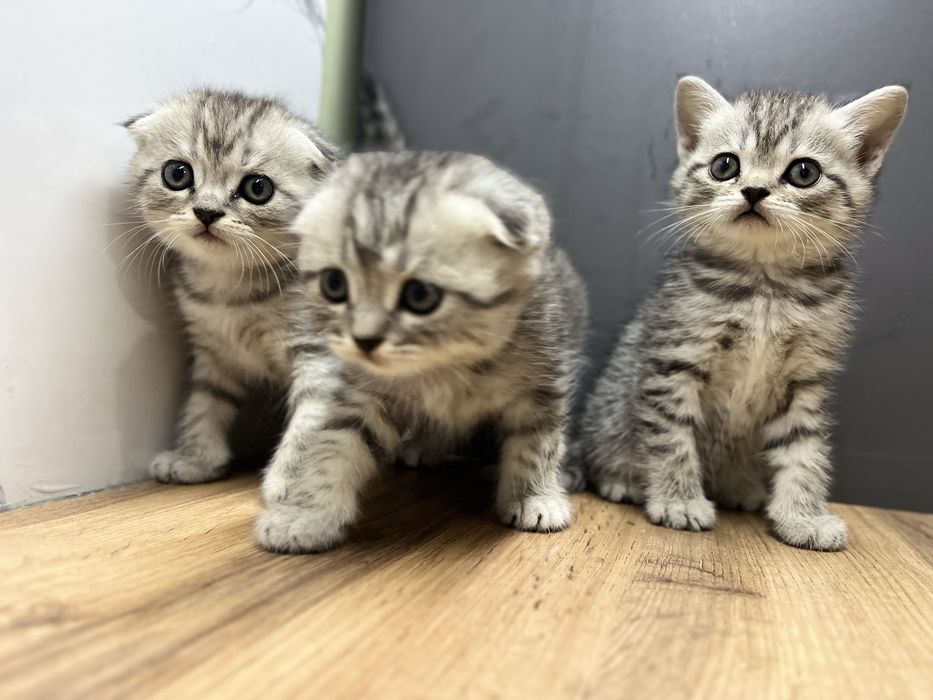 British shorthair chinchilla cat 2 oylik