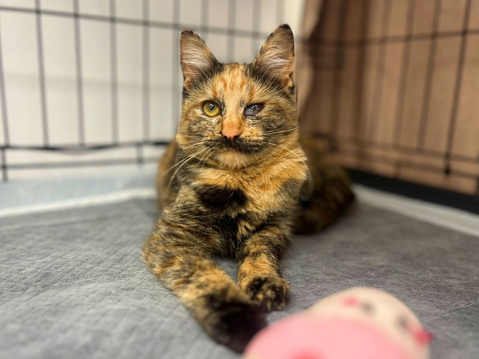 Pisicuță de patru luni