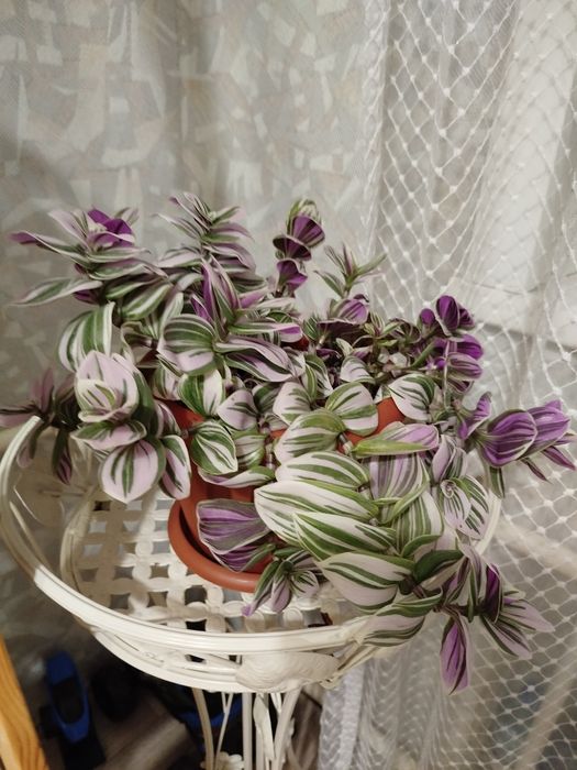 Традесканция. Укоренённые отростки.