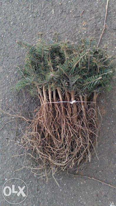 Calitate din Danemarca,puieti de brad la comanda!!!