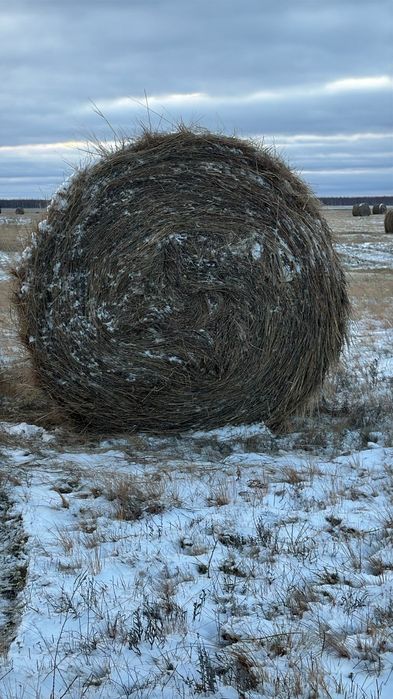 сено в рулонах 300кг по 10000тг.