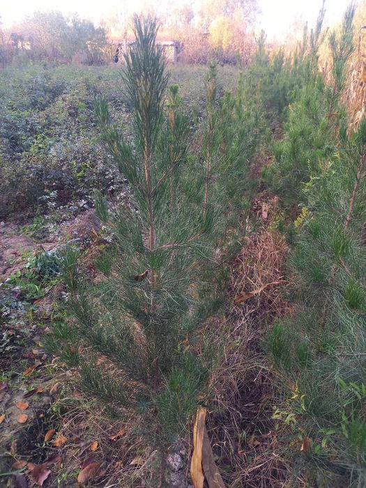 Арча сасна, маржевина