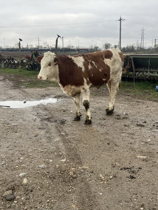 Vitea baltata romaneasca