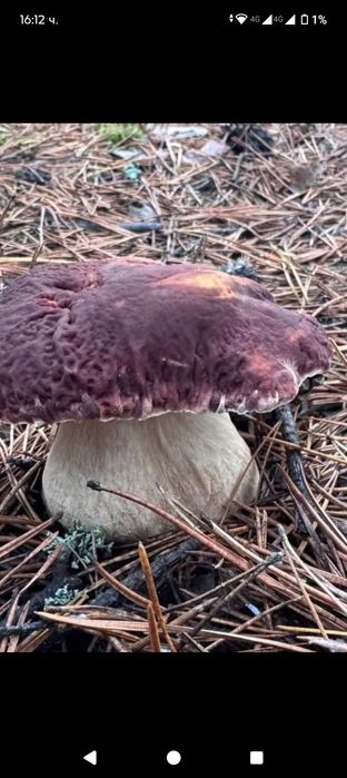 Продавам манатарка  30 лв  добро 1 качество