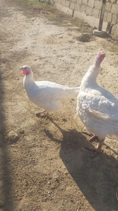 белая широкогрудая индейка((1-Штук 25000))Салмак бар жалпы 2штук 50мың