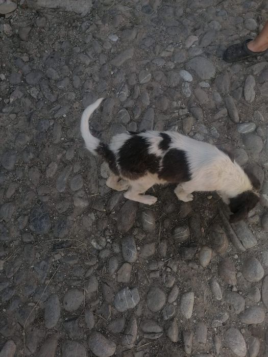 Ofer spre adopție cățel