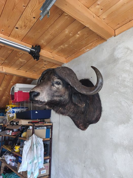 Bust naturalizat Bivol koopf