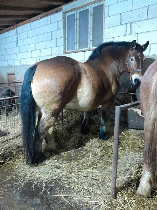 De vanzare iapa de 5 ani cu mânză de 6 luni