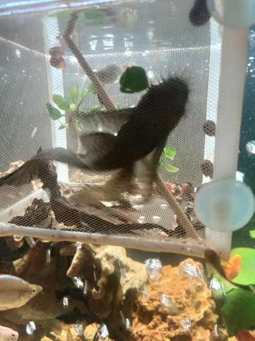 Сомики валевые производители