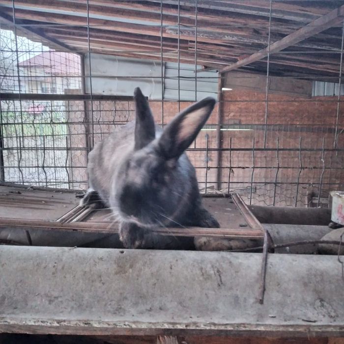 Vînd iepuri hicolle francez și secuiești