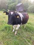 Vaca jurinca de vanzare