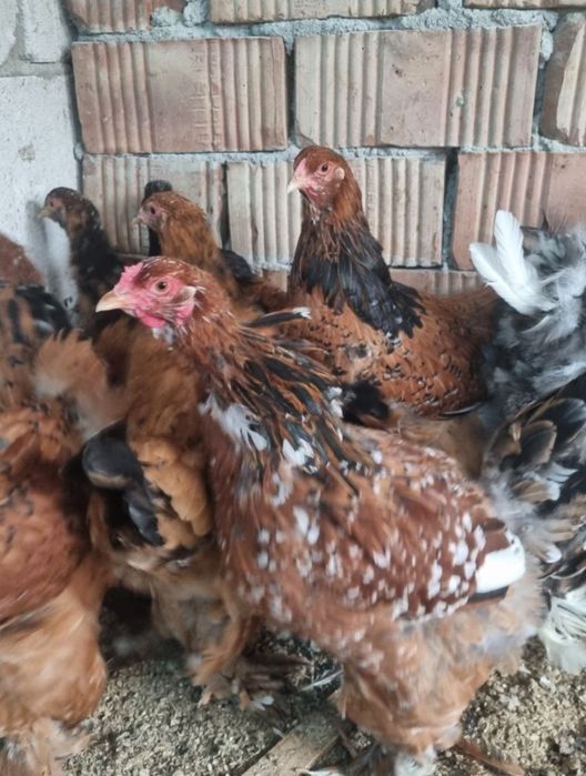 Vâmd Brahma Portelan