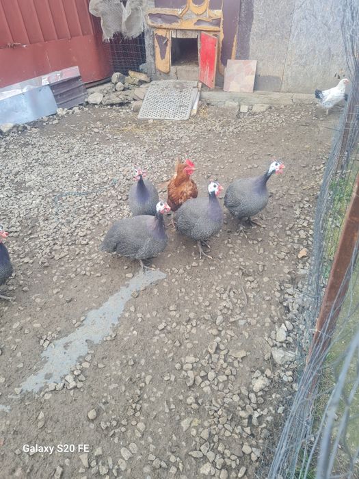 Vând bibilici  2,3. Kilograme