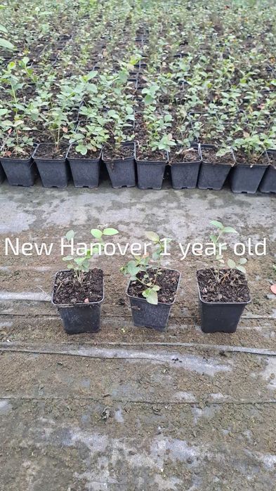 Разсад боровинки