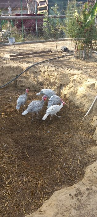 Vand pui de curca albastrii