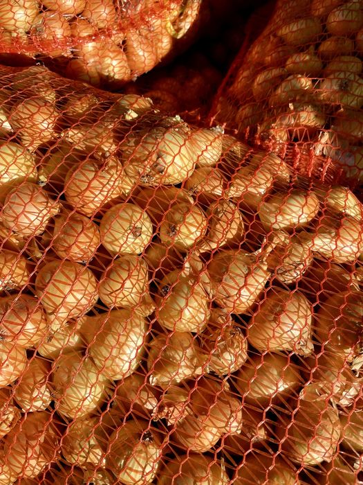 Ceapă galbenă pentru solar