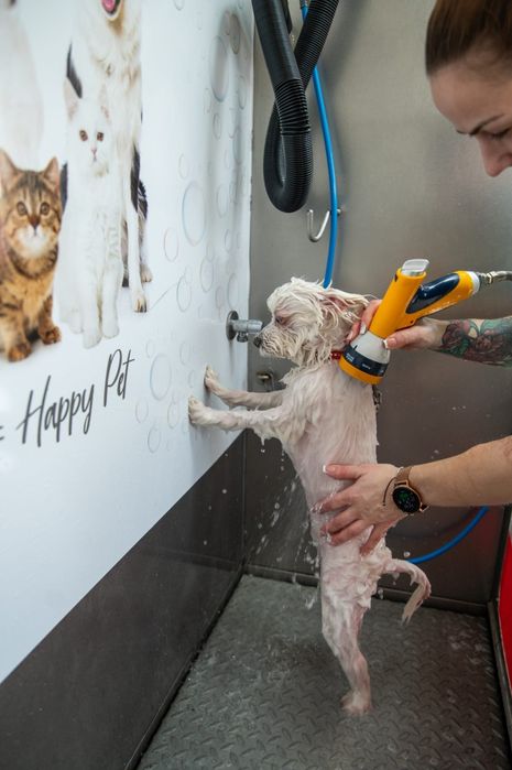 Spălătorie canină