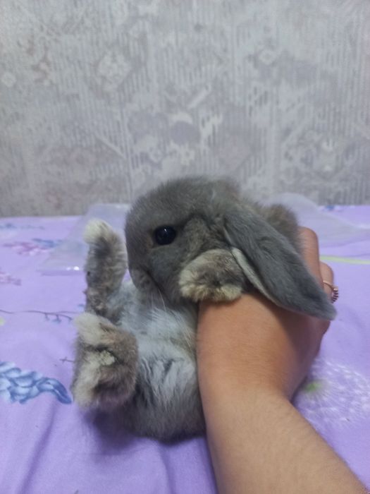 декоративный кролик