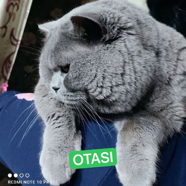 Британские котята лиловые и серые чистокровные