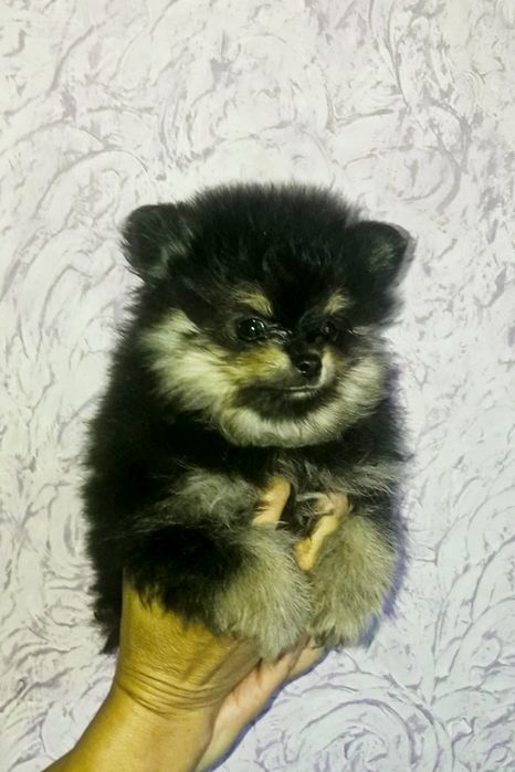 Девочки шпиц щенки