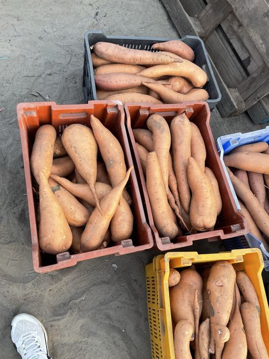 Cartofi dulci si castane