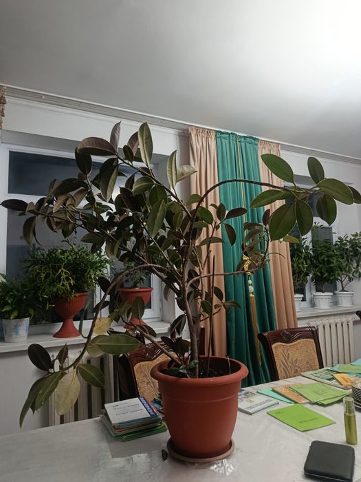 Фикус , черный приц гүлі