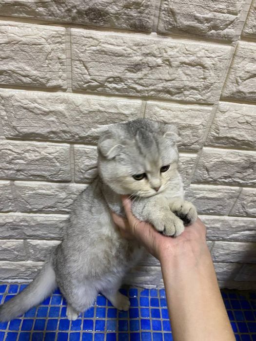 Zotdor Scottish fold sotiladi