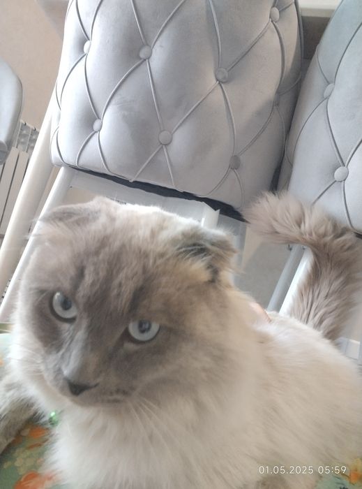 Vyaskaga  qiz mushu kere.soglom pasport bor