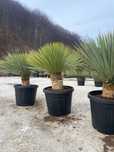 Photinia Robin Vulcan, Yucca , Buxus , Palmier Washintonia , Plante