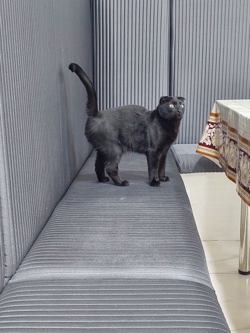 Кошка скоттиш фолд кастрированная. Ташкент