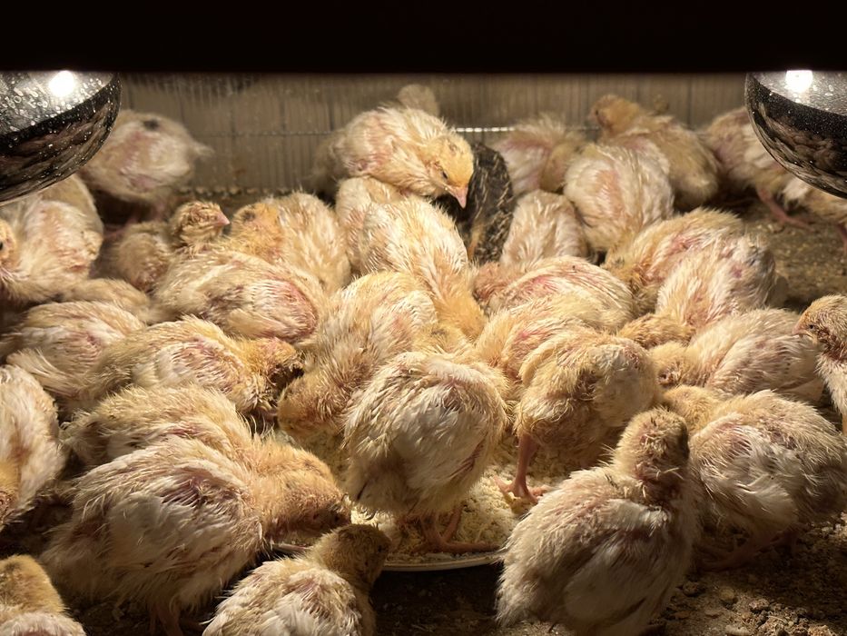 Prepelite Polar Gigant - 600 grame pui tineret si outoare